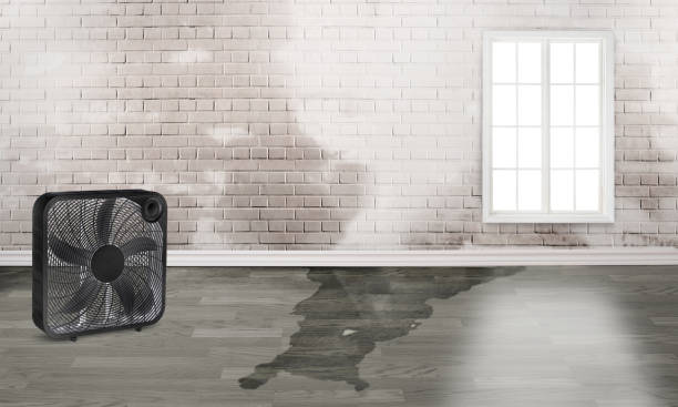 Best Carpet water damage restoration  in Falls City, NE